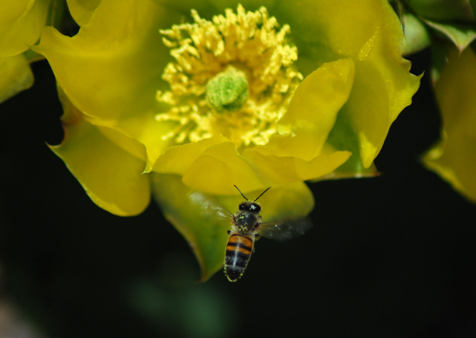 bee